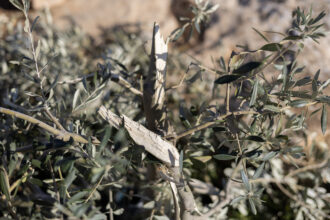 Olive trees destroyed by Israeli settlers, Masafer Yatta, West Bank, 04.02.26 Photographer: Omri Eran Vardi 04 Feb 2026 62845