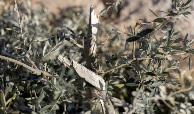 Olive trees destroyed by Israeli settlers, Masafer Yatta, West Bank, 04.02.26 Photographer: Omri Eran Vardi 04 Feb 2026 62845